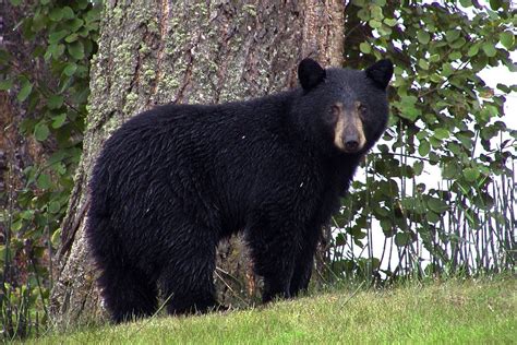 What part of Florida has the most black bears?