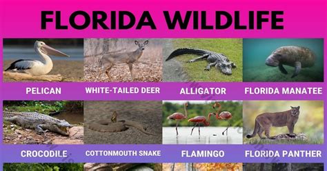 What part of Florida has the most wildlife?