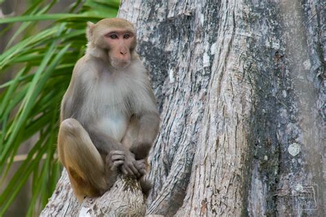 What river in Florida has monkeys?