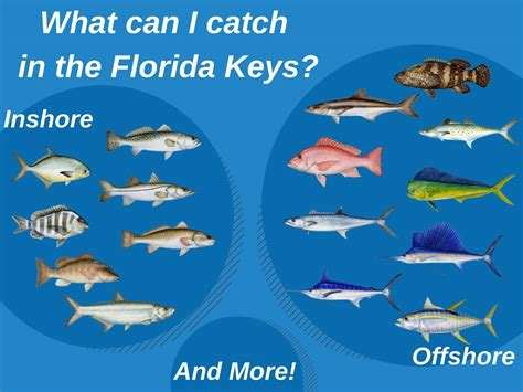 What size fish can you keep in Florida?