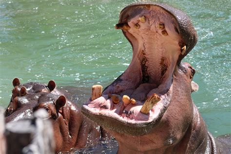 What time do they feed the hippos at the Adventure aquarium?