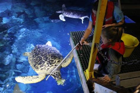 What Time Is Feeding At Sea Life Aquarium?