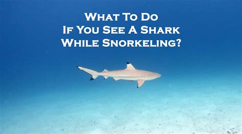 What to do if you see a shark while snorkeling?