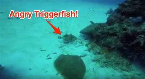 What Triggers Fish To Bite?