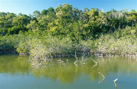 What Would Happen If You Swam In The Everglades?