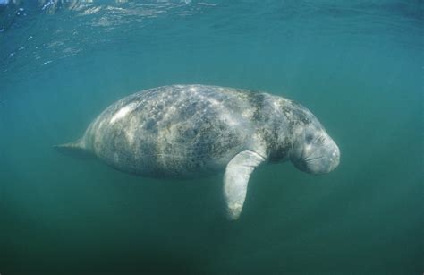 When Can You See Manatees In The Everglades?