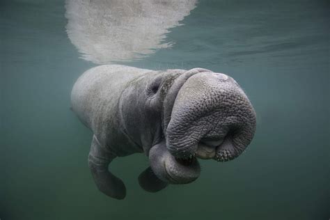 Where are manatees most commonly found?