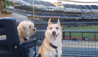 Where Can Dogs Sit At Petco Park?