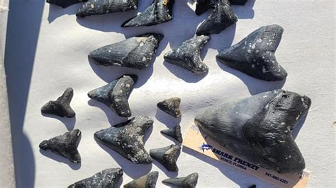 Where Can I Dive For Shark Teeth In Florida?