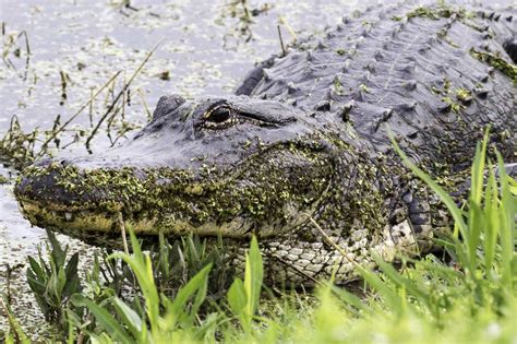 Where Can I See Alligators For Free In Orlando?