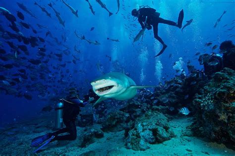 Where is the best place to scuba dive?