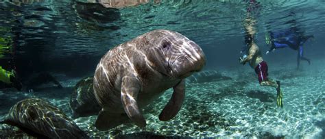 Where Is The Best Place To Swim With Manatees?