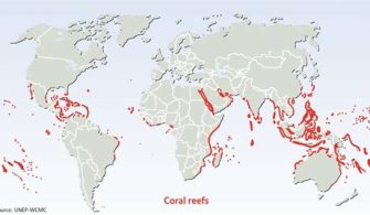 Where Is The Healthiest Coral Reef In The World?