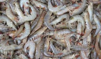 Where Not To Buy Shrimp From?