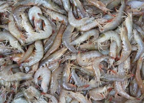 Where Not To Buy Shrimp From?