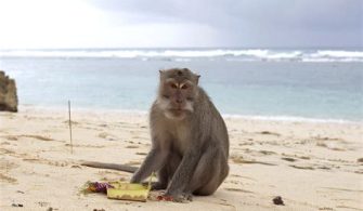 Which Beach Has Monkeys?