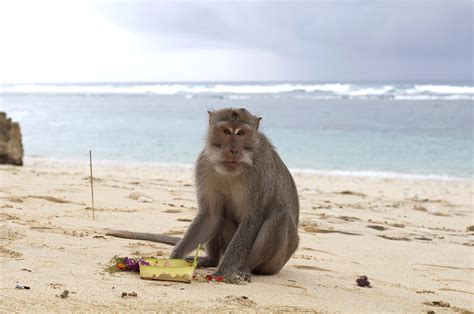 Which beach has monkeys?