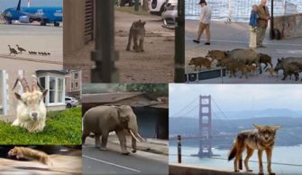 Which City Has The Most Wild Animals?