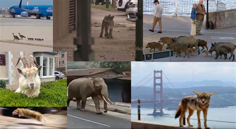 Which city has the most wild animals?