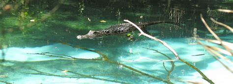 Which Florida Springs Have No Alligators?