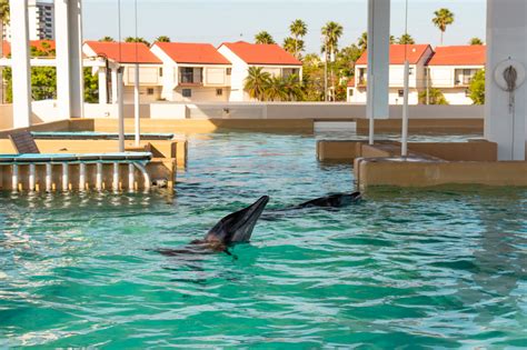 Which is better The Florida Aquarium or Clearwater aquarium?