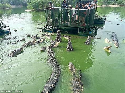 Which is the most alligator-infested river in world?