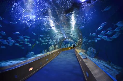 Which Sea Life Aquarium Is The Biggest?