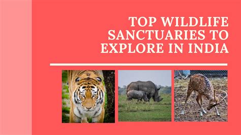 Which state has highest wildlife sanctuaries?