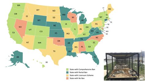 Which states allow pet tigers?