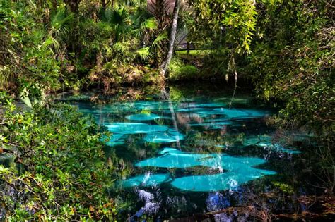 Who Has The Clearest Natural Springs In Florida?