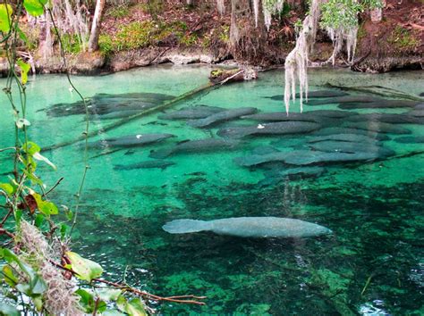 Why Are Florida Springs So Blue?