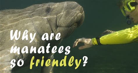 Why Are Manatees So Friendly?