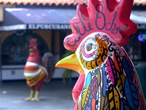 Why Are There Roosters On Calle Ocho?