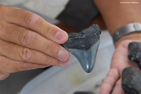 Why are there so many megalodon teeth in Florida?