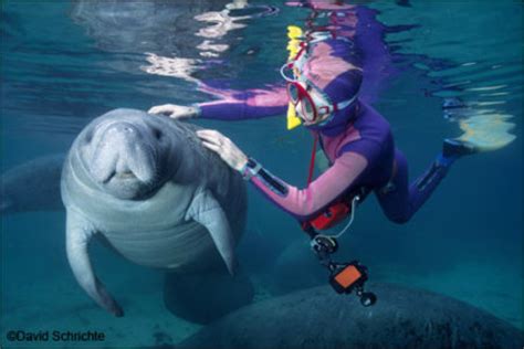 Why Can You Only Touch A Manatee With One Hand?