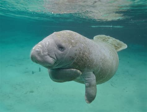 Why Can’t You Give Manatees Water?