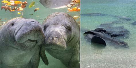 Why Can’t You Touch Manatees With 2 Hands?