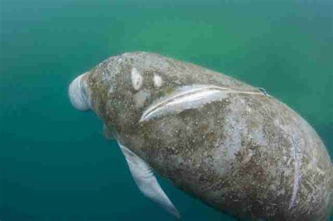 Why Do Manatees Get Hit By Boats?