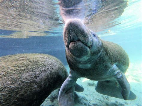 Why Do Manatees Only Live In Florida?