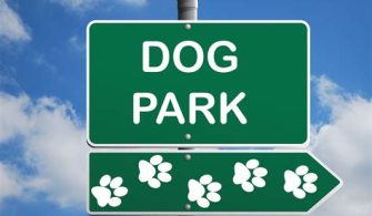 Why I Avoid Dog Parks?