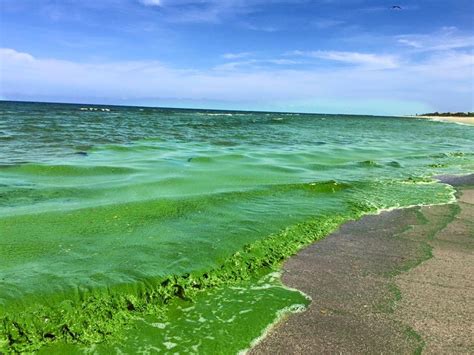 Why is Miami water so salty?