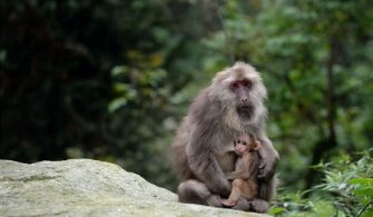 Why Is Monkey Jungle Closed?