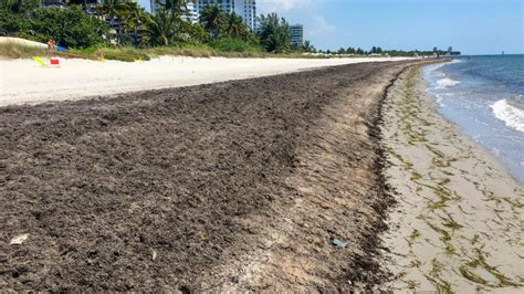 Why Is There So Much Seaweed In Key Biscayne?