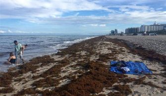 Why Is There So Much Seaweed In Miami Beach?