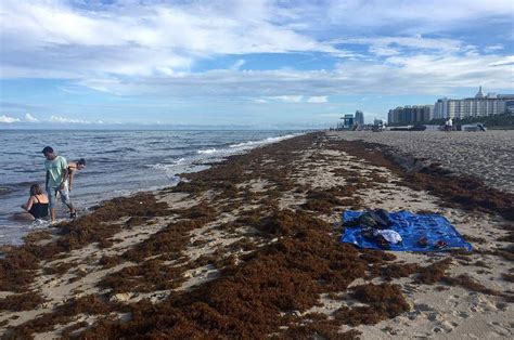 Why Is There So Much Seaweed In Miami Beach?