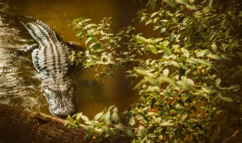 Why is there so much wildlife in Florida?