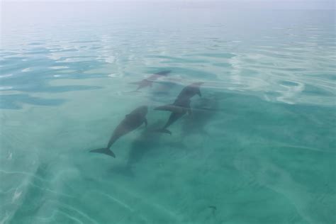 Will I see sharks snorkeling in Key West?